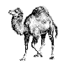 Perl Binding (v1.1)